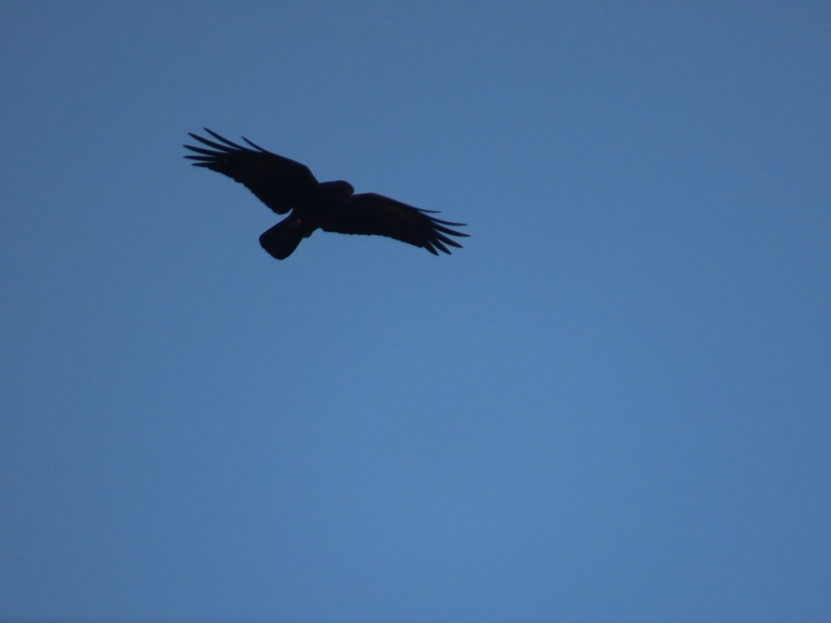 American Crow - ML645242673
