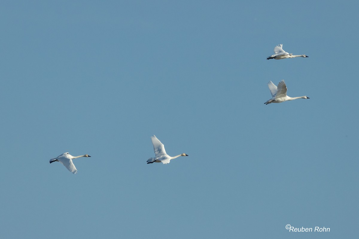 コハクチョウ - ML645242697