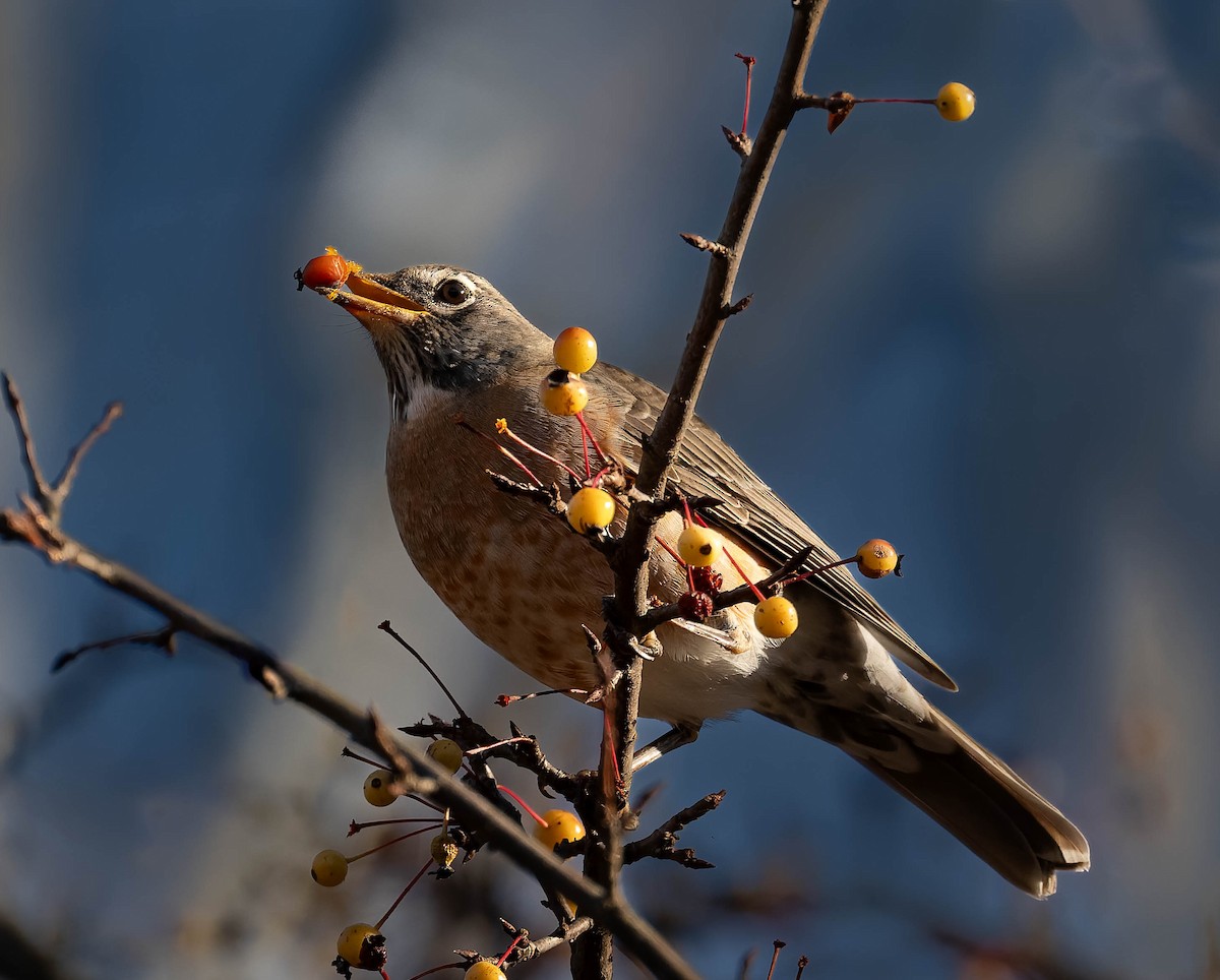 Странствующий дрозд - ML645242705
