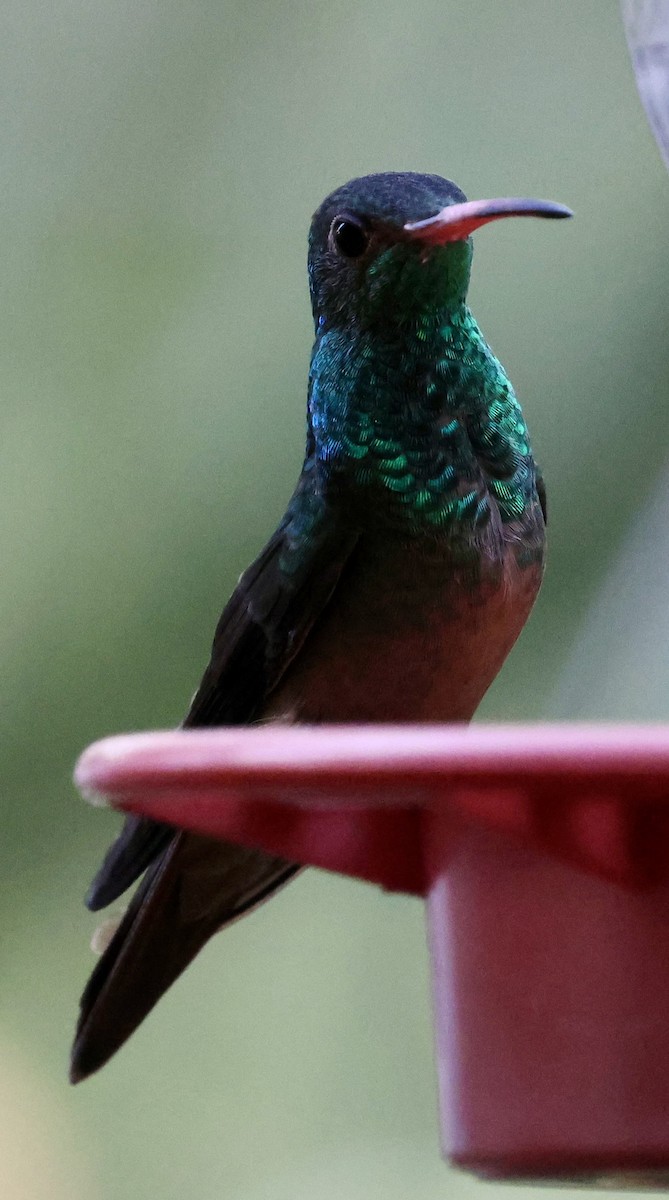 Buff-bellied Hummingbird - ML645242710
