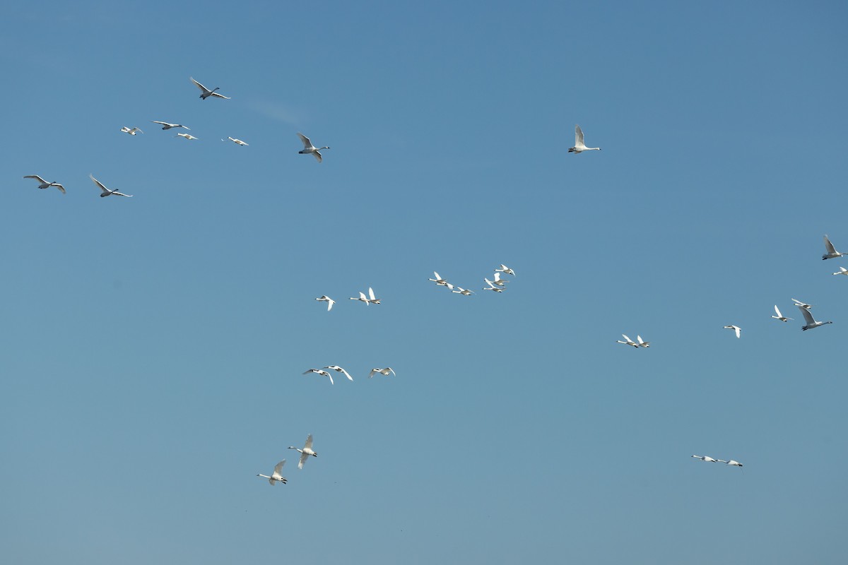 コハクチョウ - ML645242711