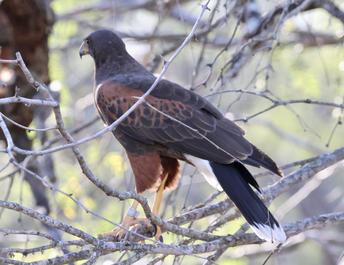 Harris's Hawk - ML645242719