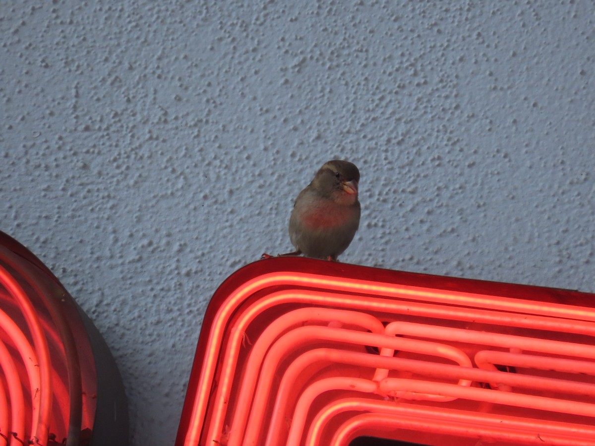 Gorrión Común - ML645242723