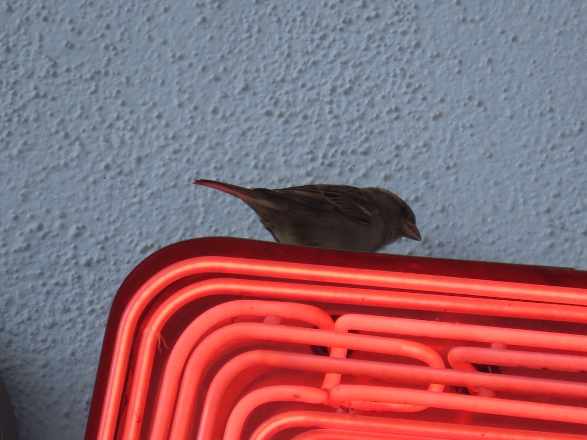 Gorrión Común - ML645242724