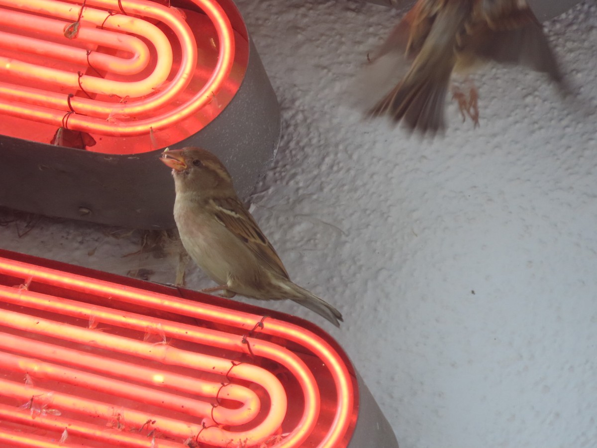 Gorrión Común - ML645242725