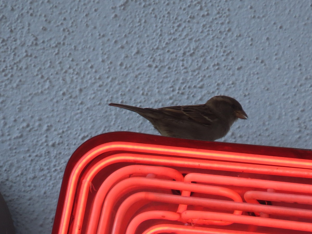 Gorrión Común - ML645242726