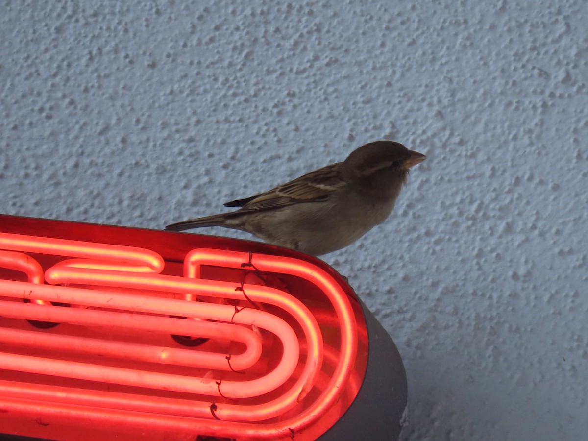 Gorrión Común - ML645242727