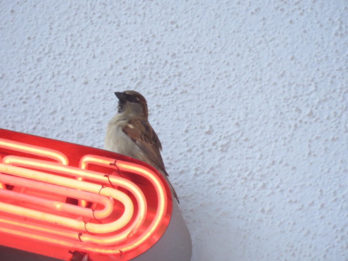 Gorrión Común - ML645242728