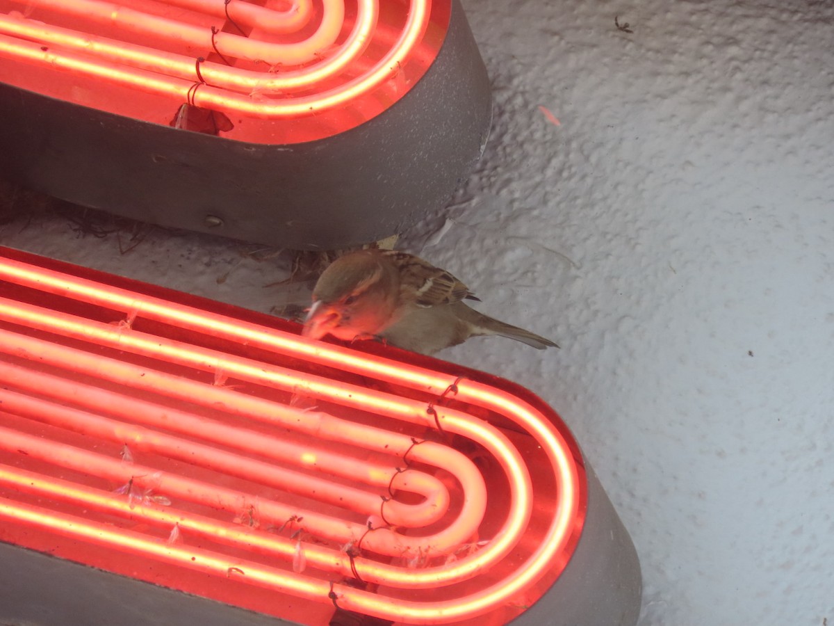 Gorrión Común - ML645242730