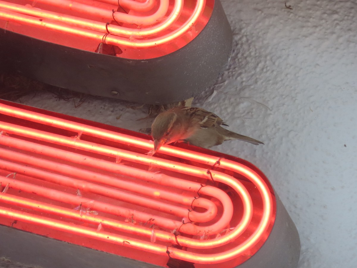 Gorrión Común - ML645242731