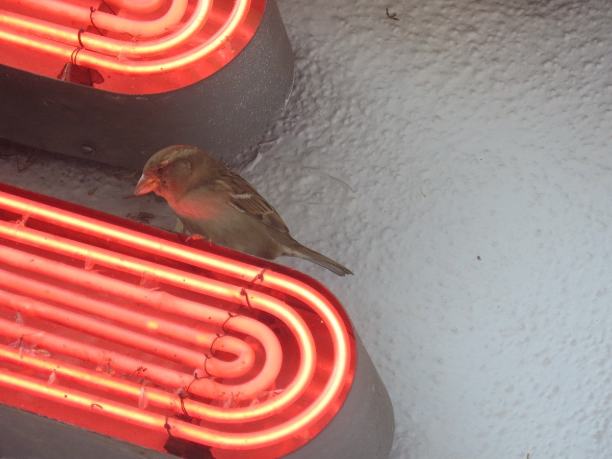 Gorrión Común - ML645242733