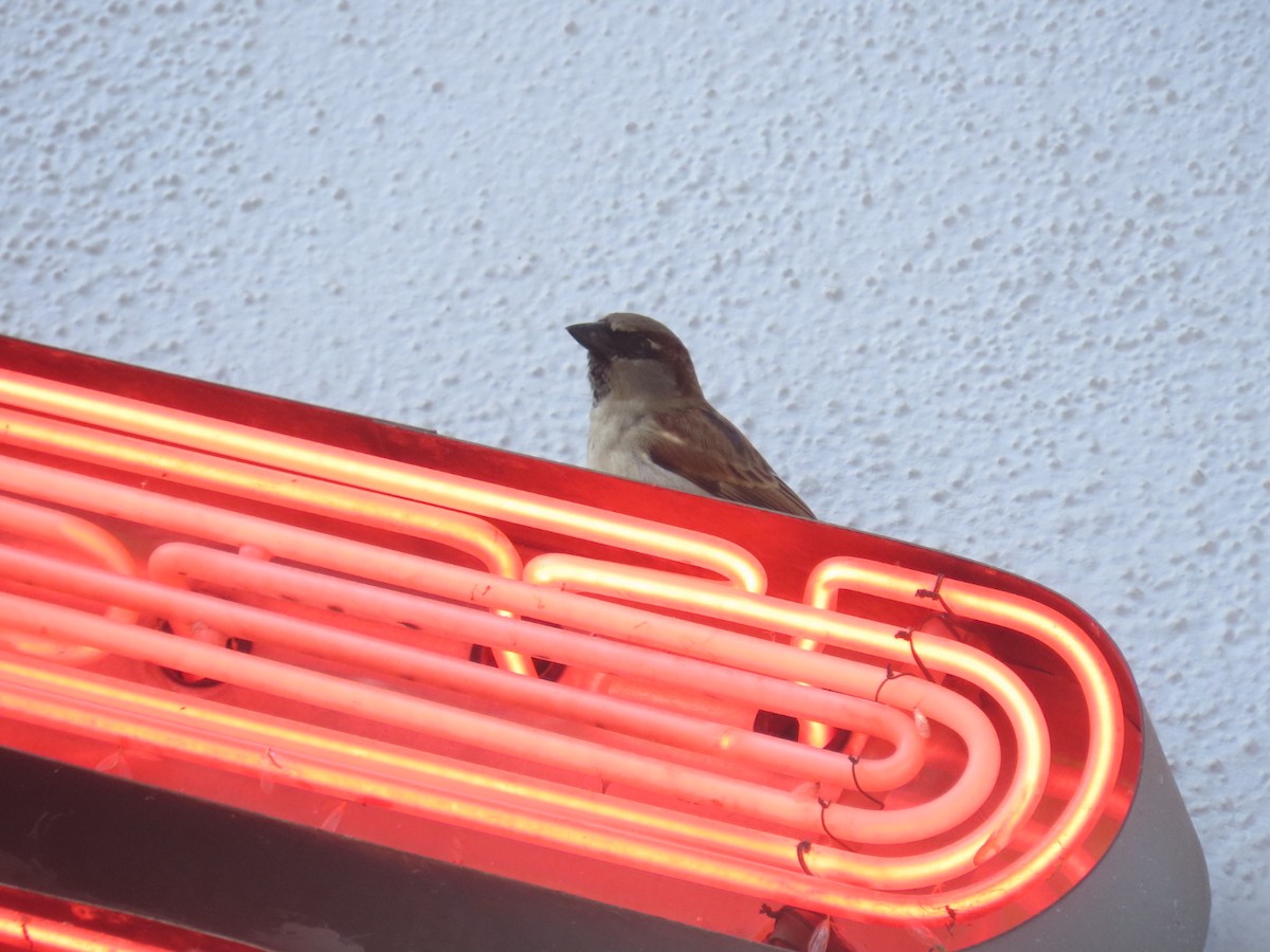 Gorrión Común - ML645242734