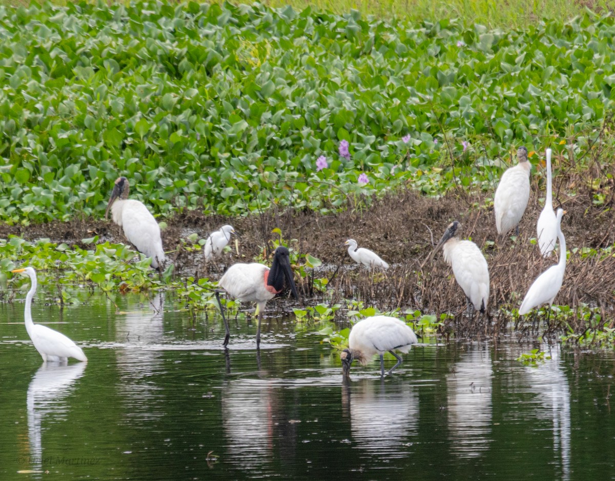 Jabiru - ML645242737