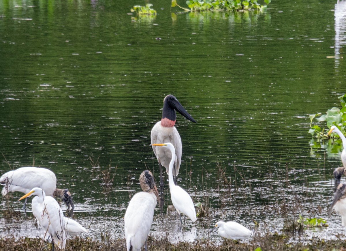 Jabiru - ML645242738