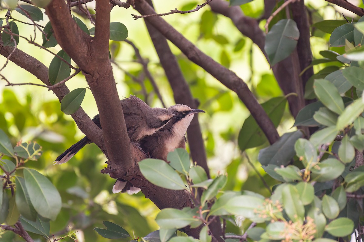 オーストラリアマルハシ - ML645242739