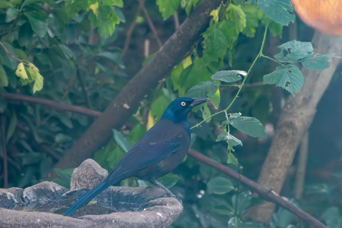 Common Grackle - ML645242751