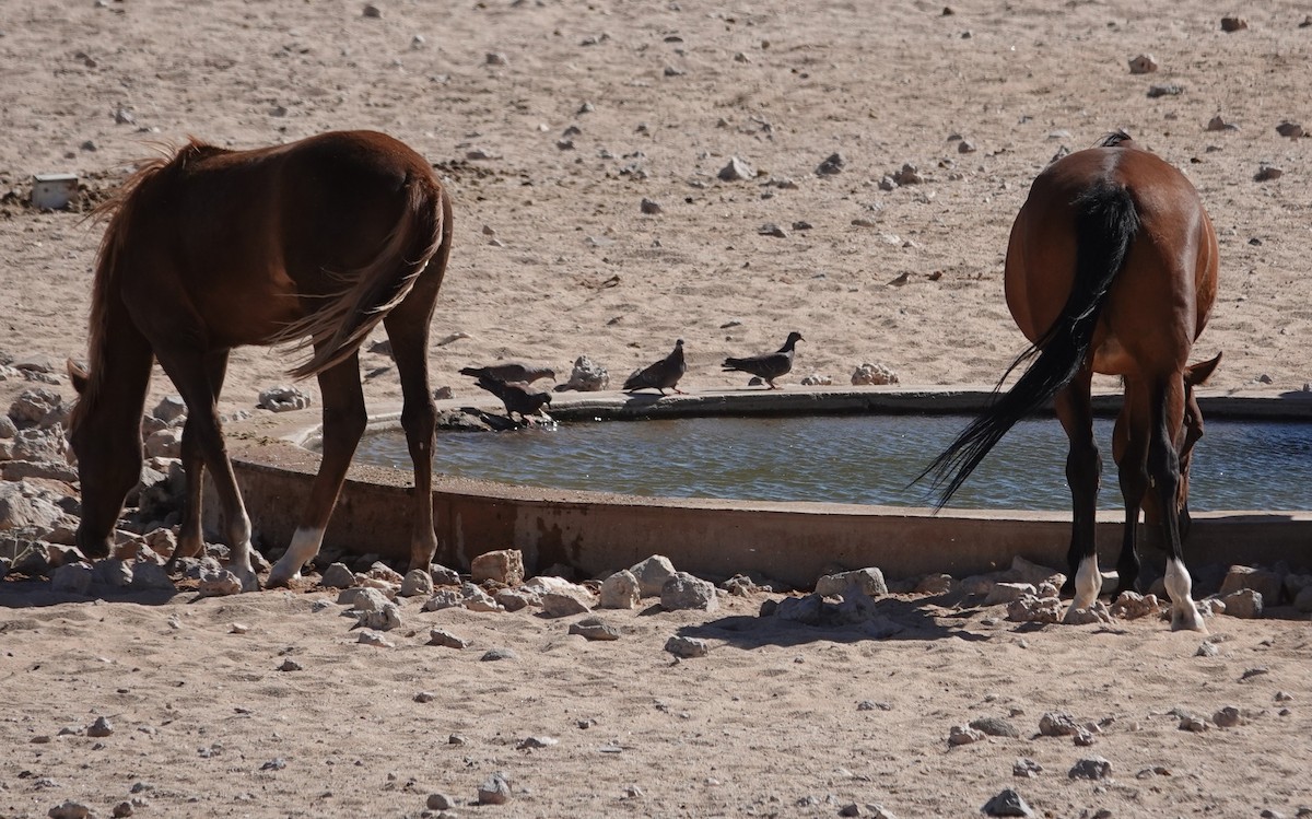 Speckled Pigeon - ML645242752