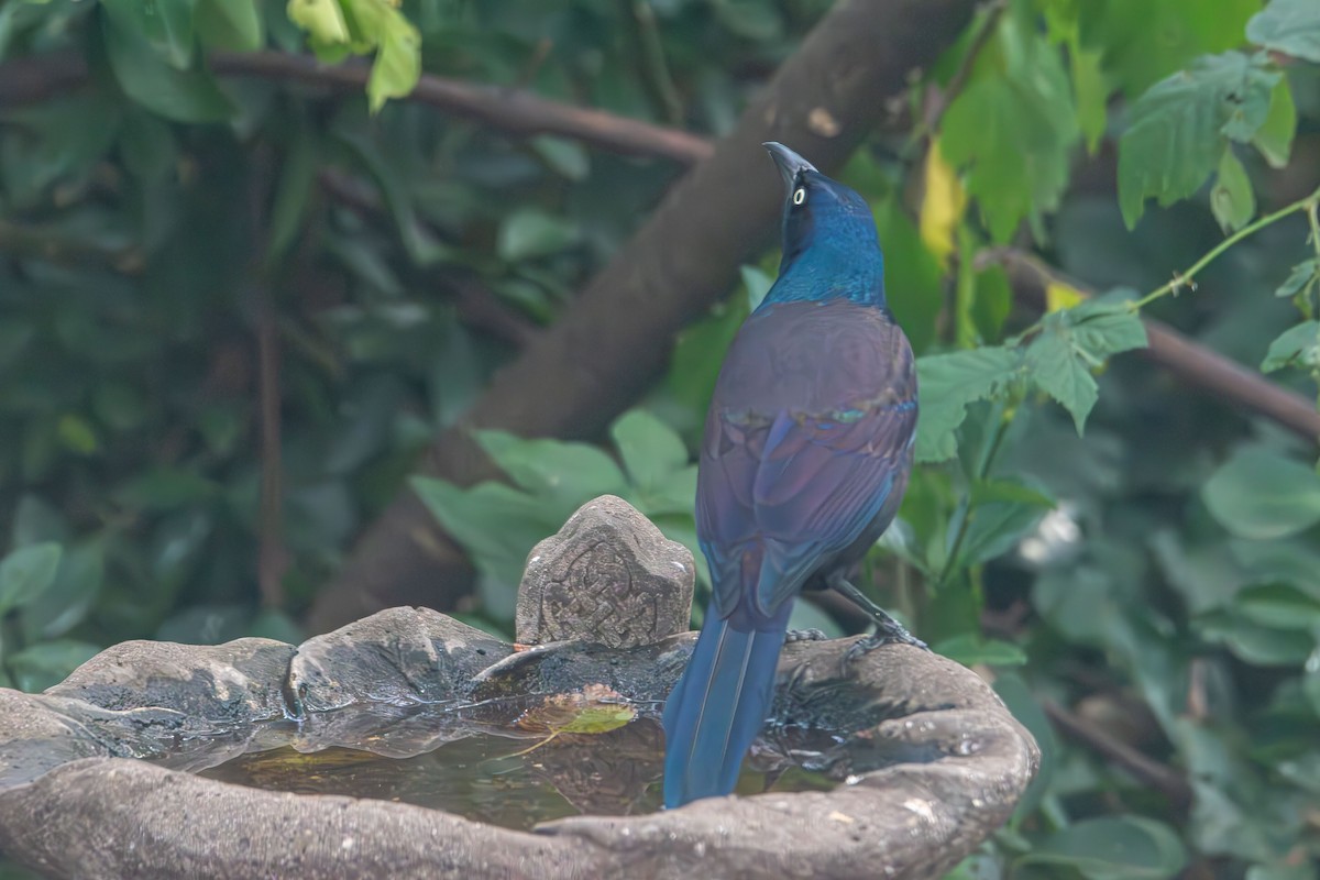 Common Grackle - ML645242755