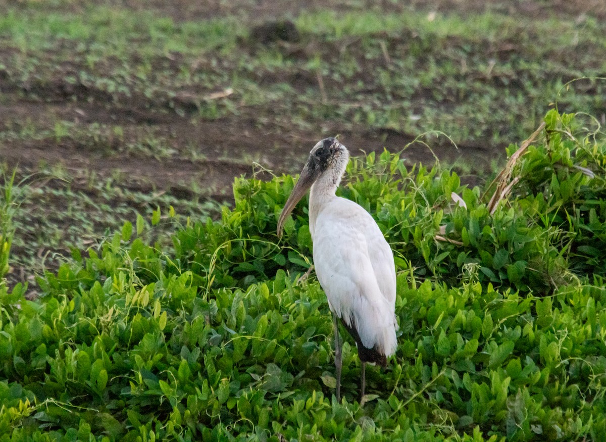 Wood Stork - ML645242776