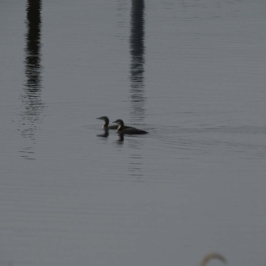 Pacific Loon - ML645242779