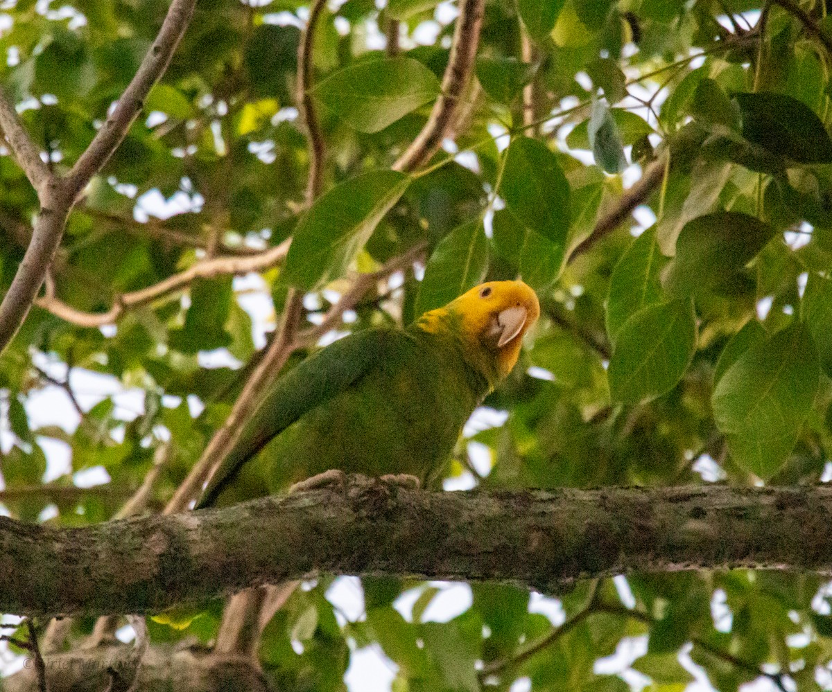 Yellow-headed Amazon - ML645242797