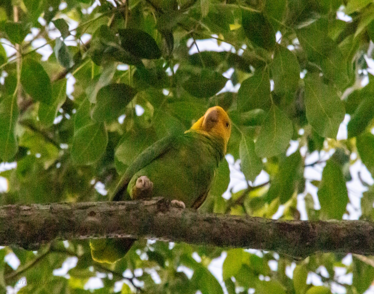 Yellow-headed Amazon - ML645242798