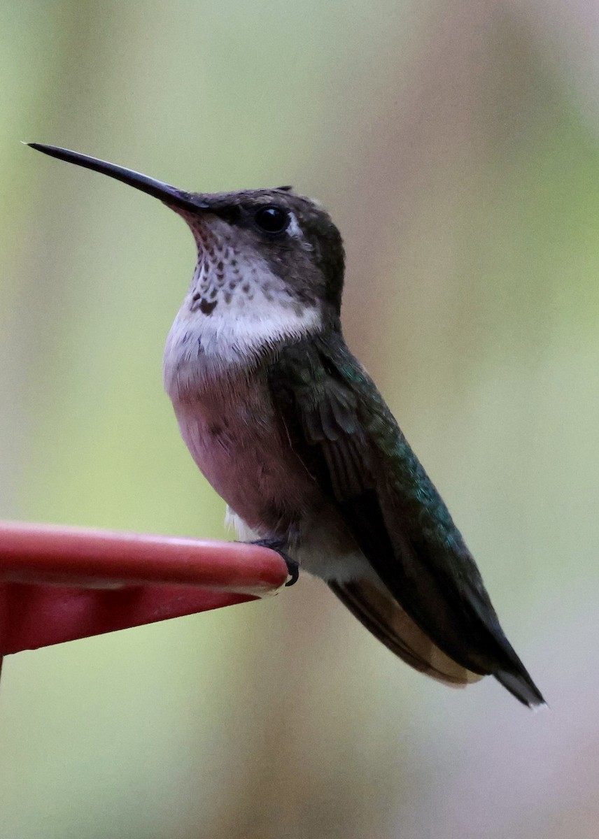 Ruby-throated Hummingbird - ML645242801