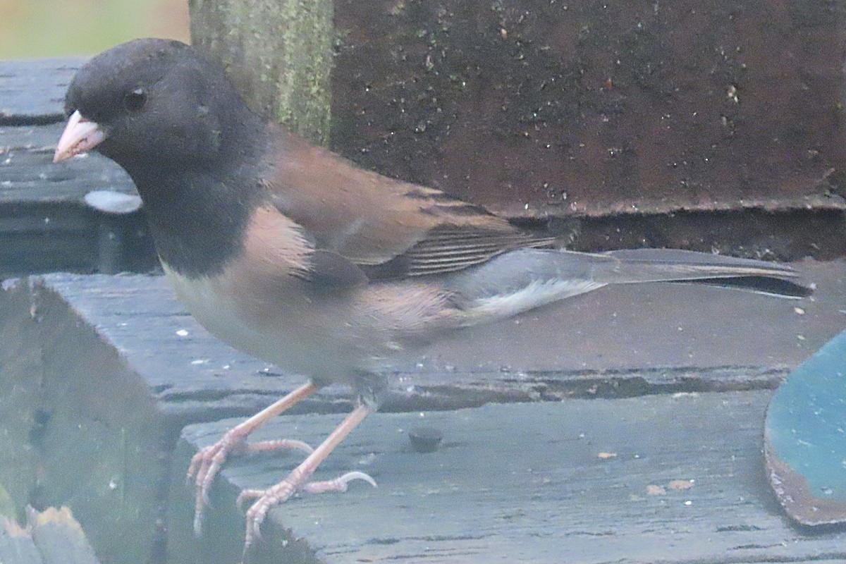 Dark-eyed Junco - ML645242802
