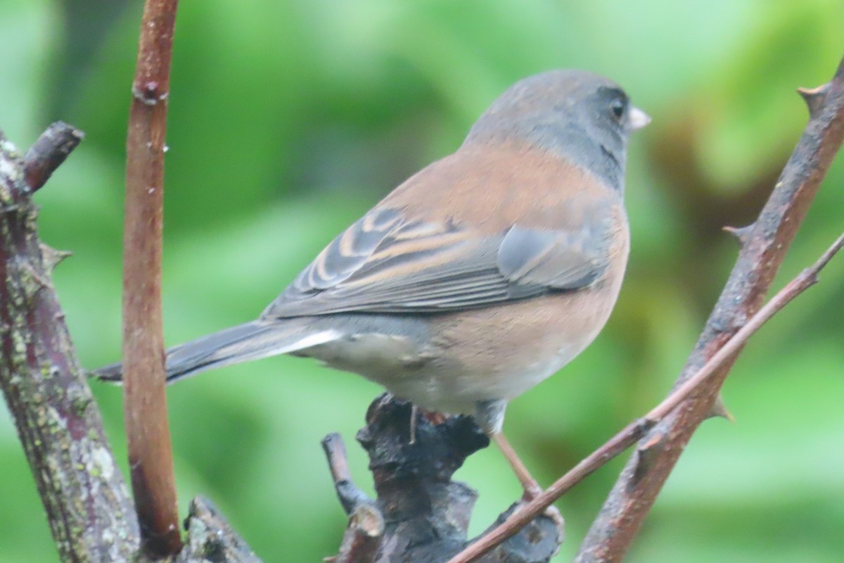 Dark-eyed Junco - ML645242804