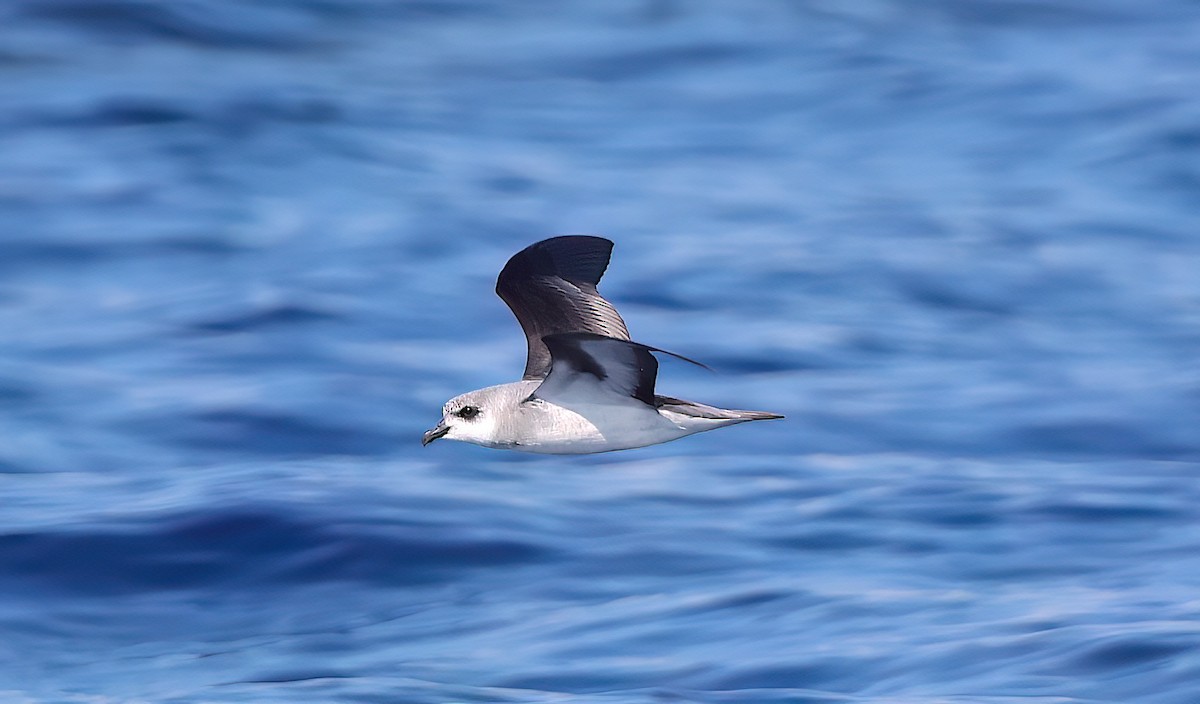 Black-winged Petrel - ML645242809