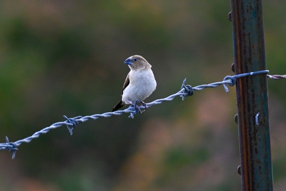African Silverbill - ML645242823