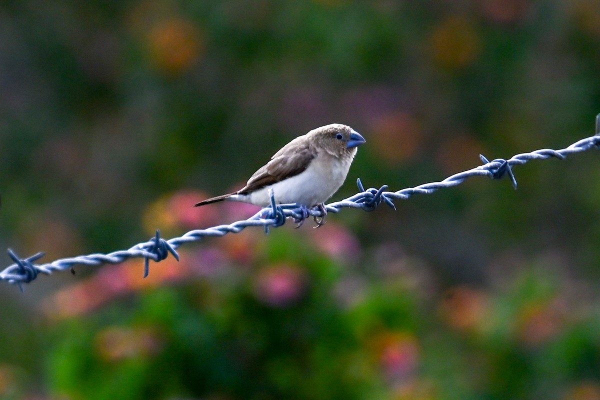 African Silverbill - ML645242824