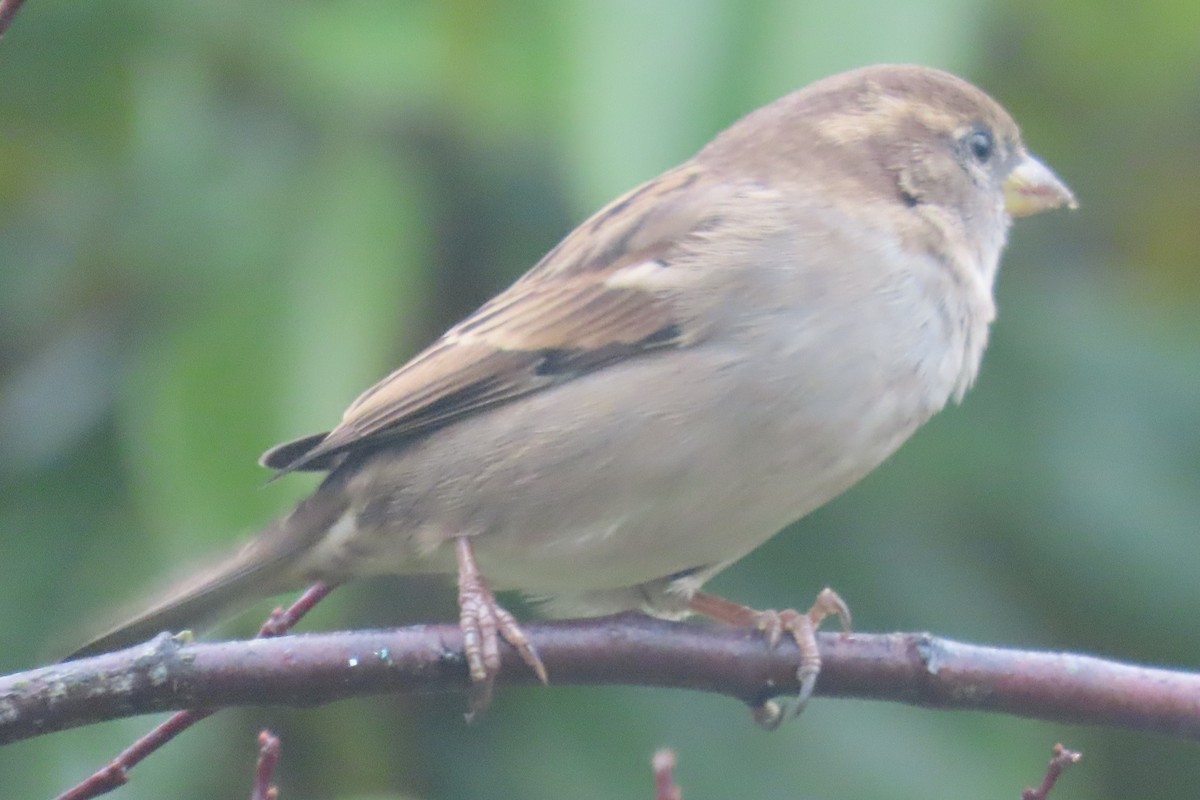 Gorrión Común - ML645242838