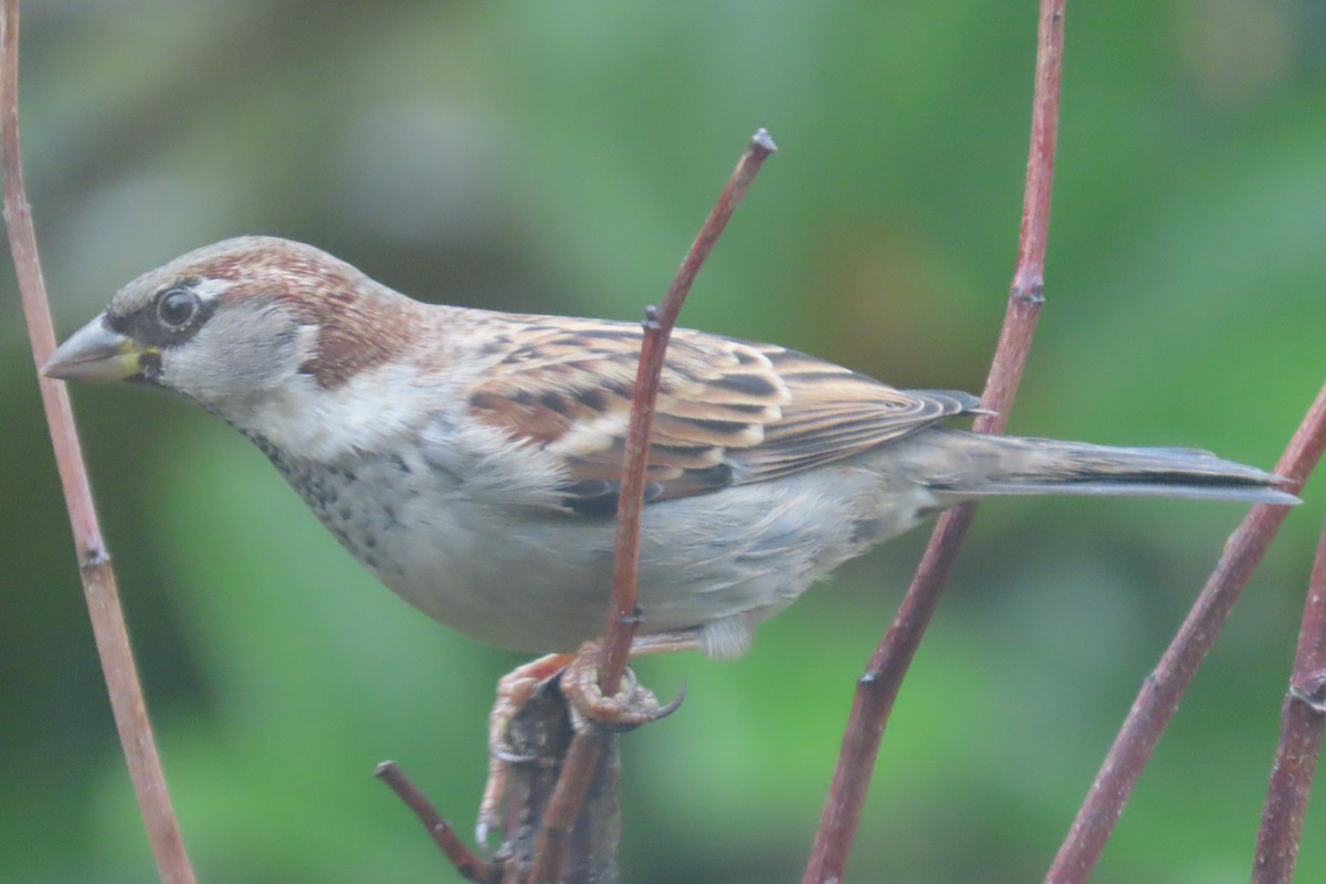 Gorrión Común - ML645242839