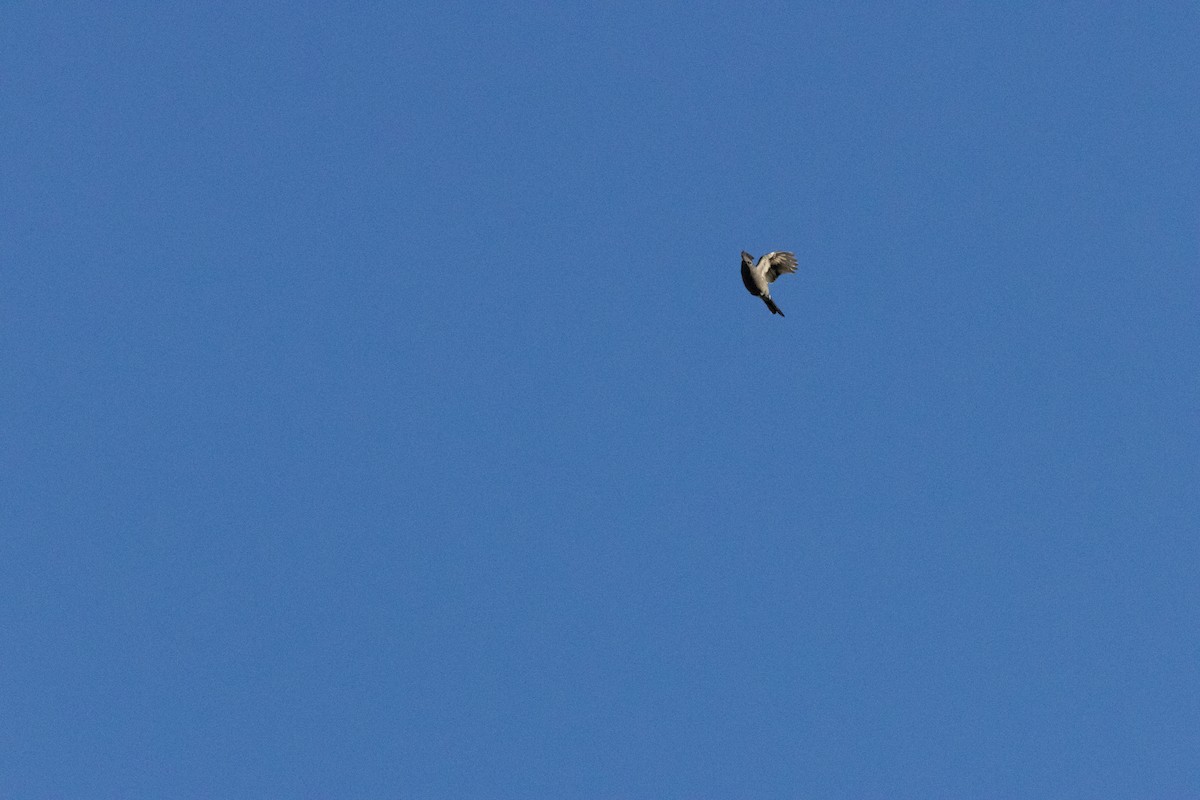 Townsend's Solitaire - ML645242841