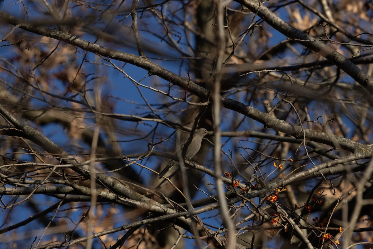 Townsend's Solitaire - ML645242842