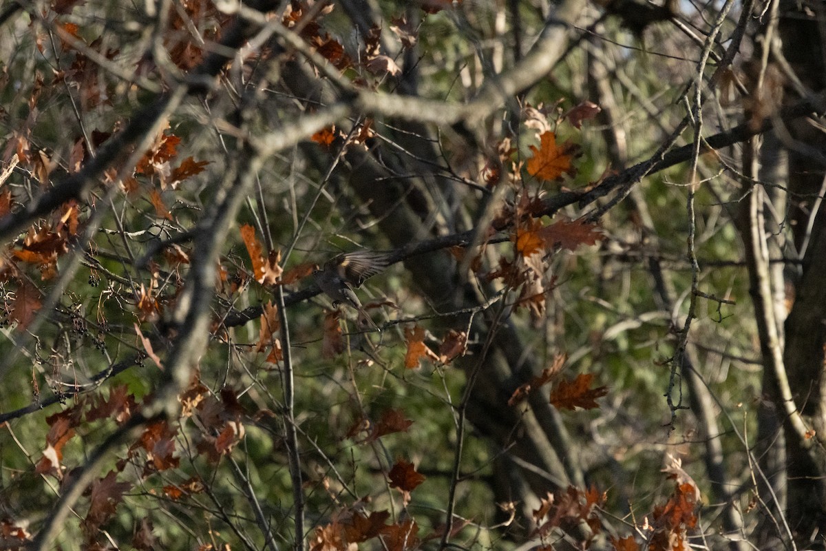 Townsend's Solitaire - ML645242843