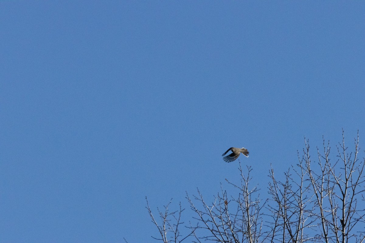 Townsend's Solitaire - ML645242844