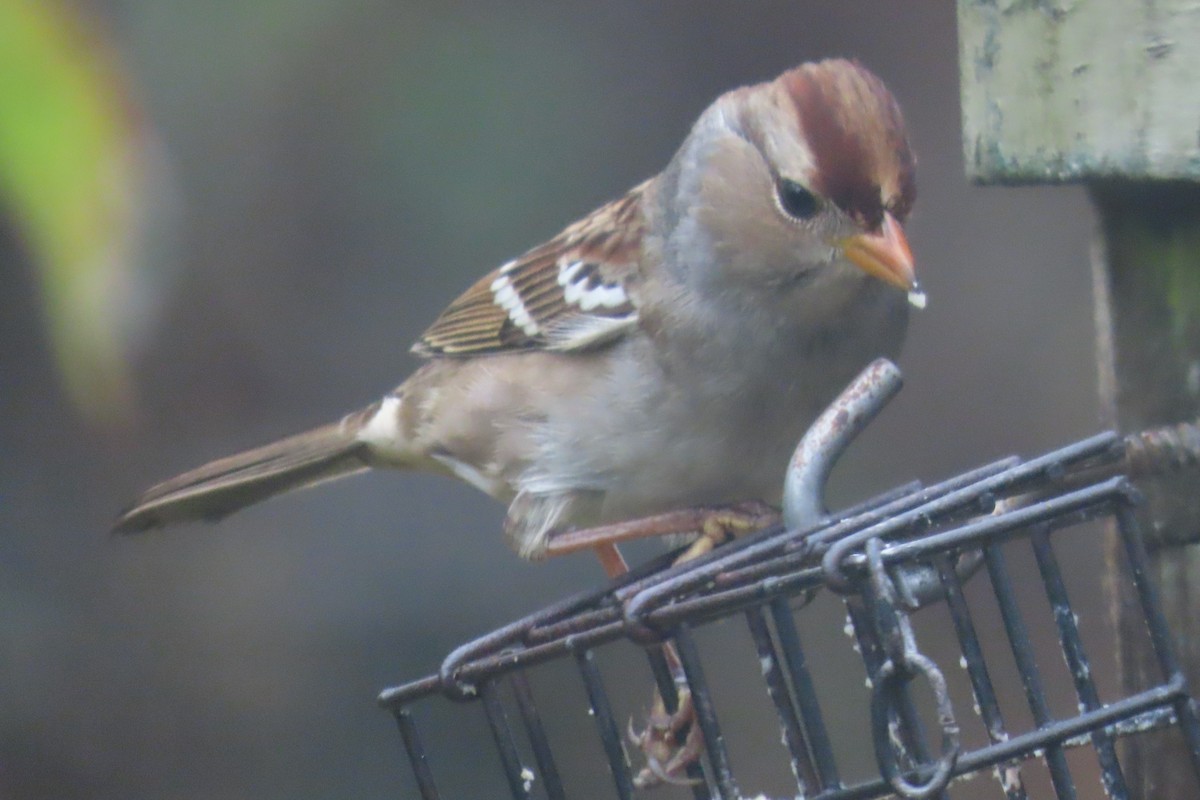 Porsuk Serçesi - ML645242845