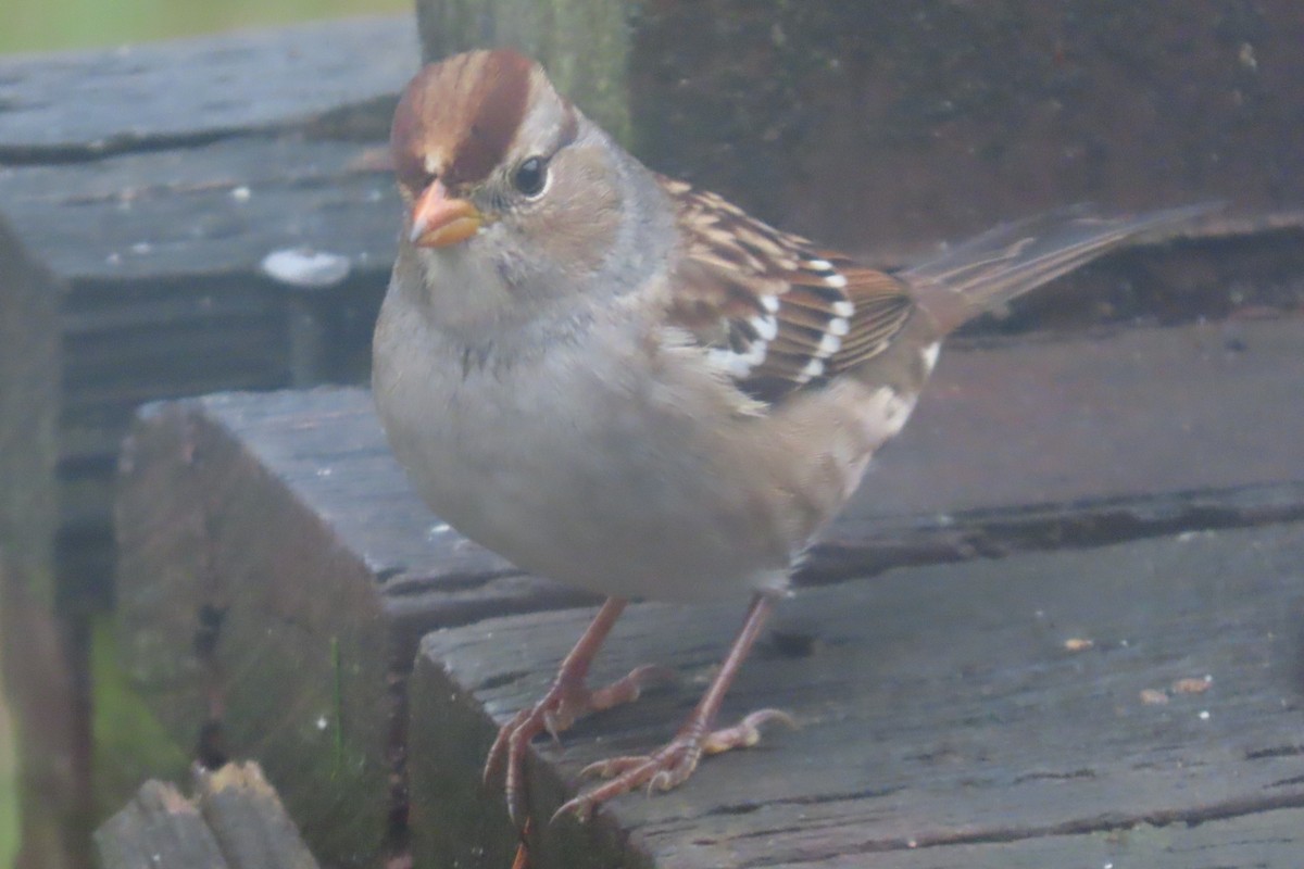 Porsuk Serçesi - ML645242846