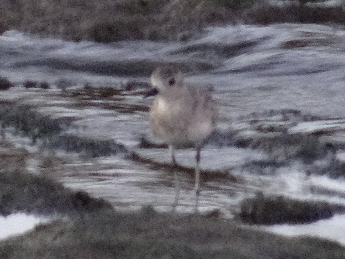 ダイゼン - ML645242847