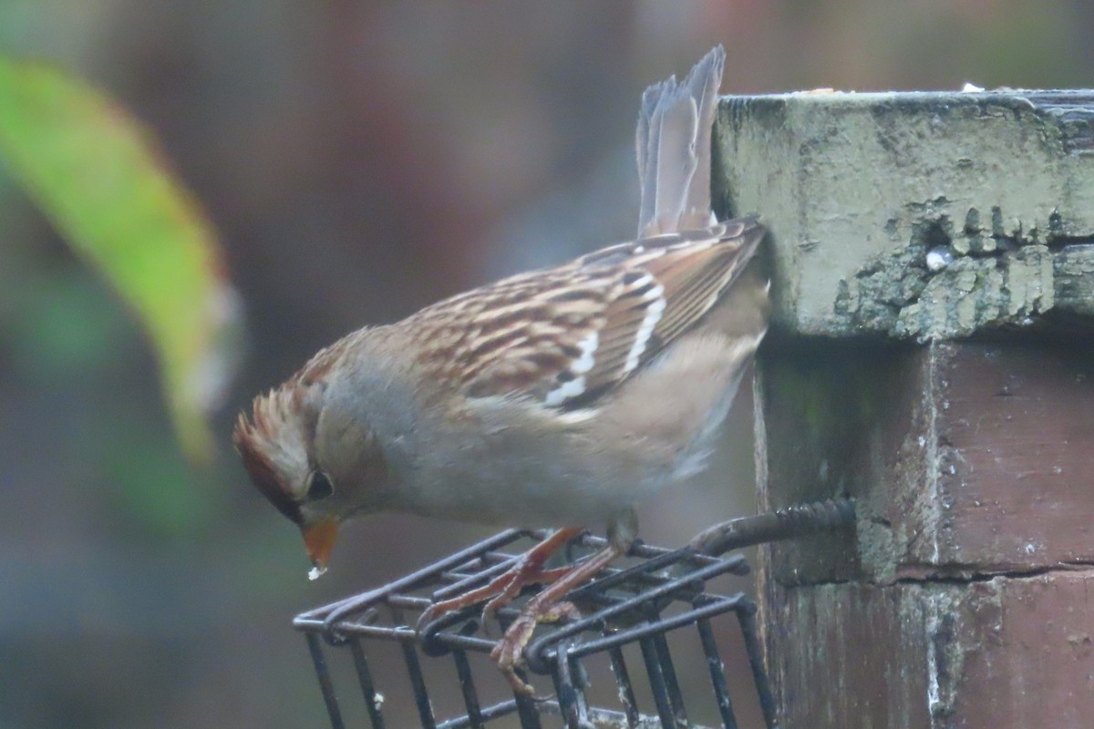 Porsuk Serçesi - ML645242882