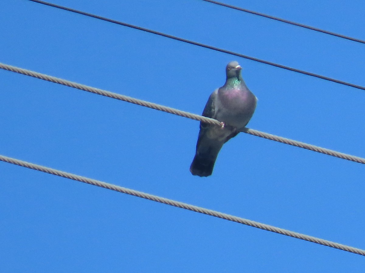 カワラバト（ドバト、家畜型） - ML645242888