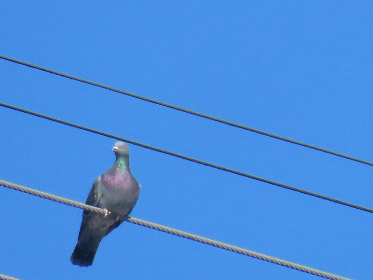 カワラバト（ドバト、家畜型） - ML645242889