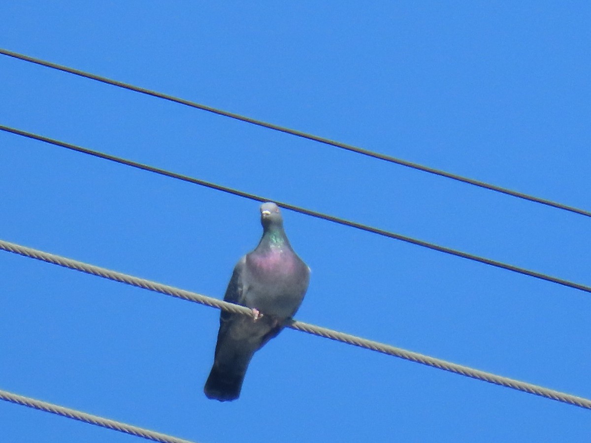 カワラバト（ドバト、家畜型） - ML645242891