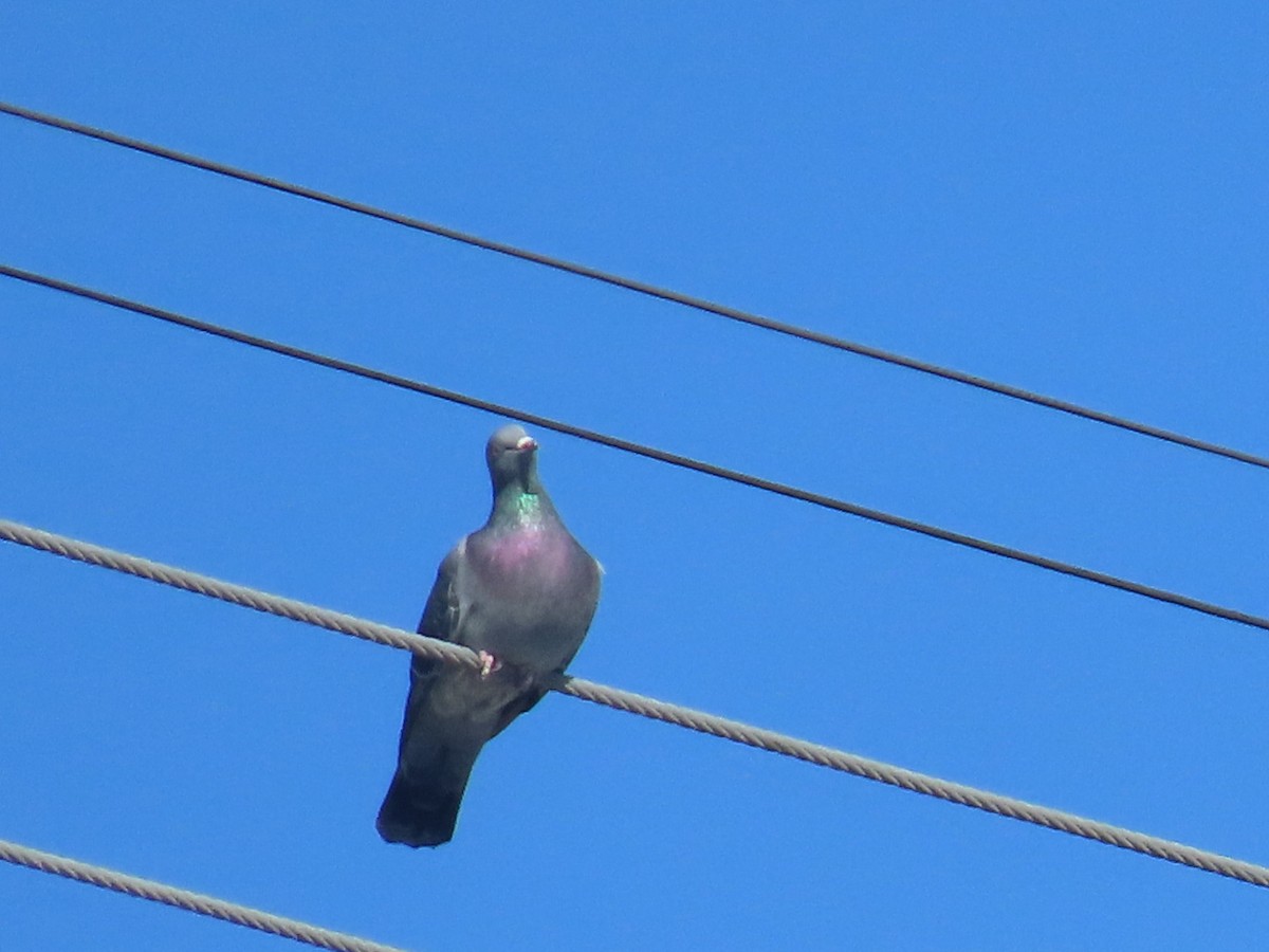 カワラバト（ドバト、家畜型） - ML645242892