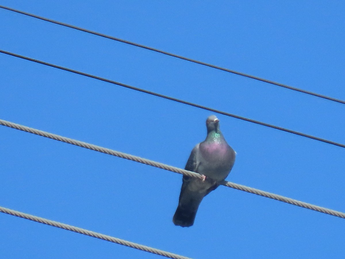カワラバト（ドバト、家畜型） - ML645242893