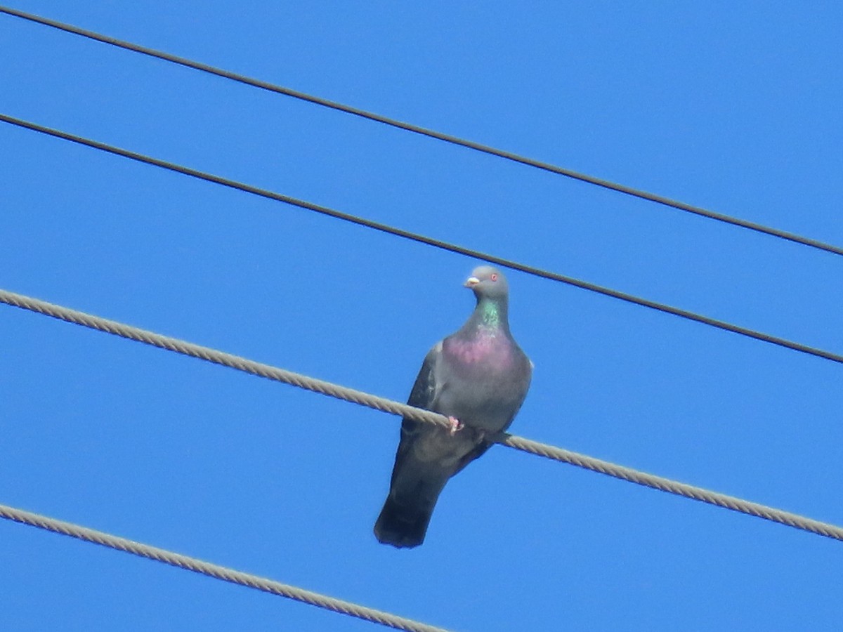 カワラバト（ドバト、家畜型） - ML645242895