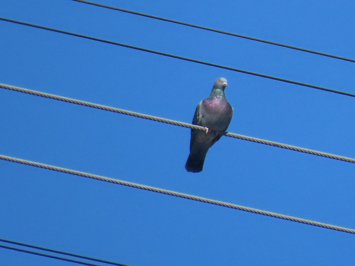 カワラバト（ドバト、家畜型） - ML645242896