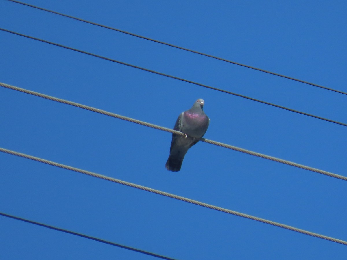カワラバト（ドバト、家畜型） - ML645242897